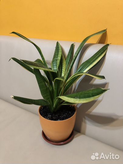 Сансевиерия