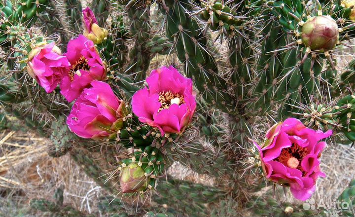 Опунция 4 сорта почта/сдек