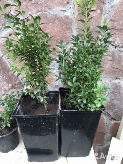 Саженцы самшита