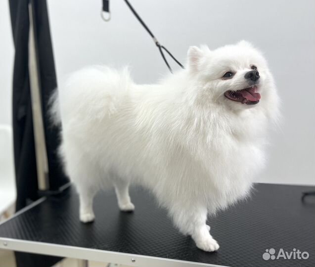 Груминг животных. Стрижка собак и кошек