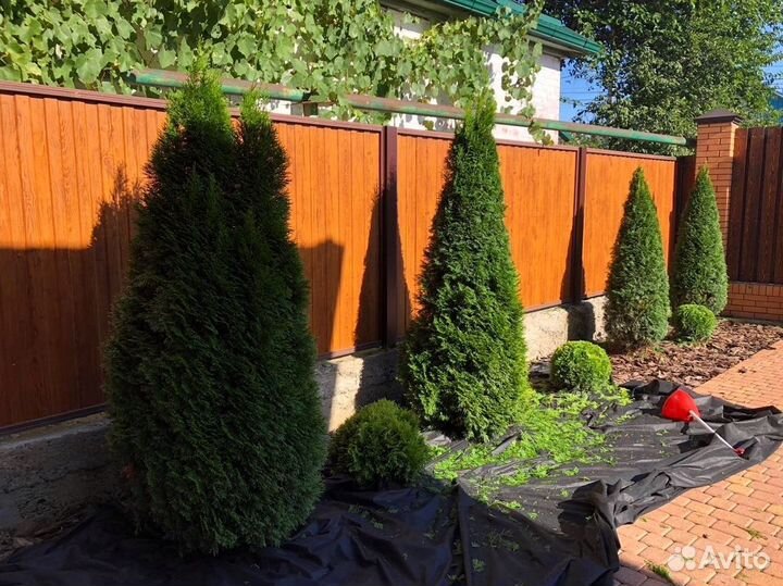 Туи вип класса