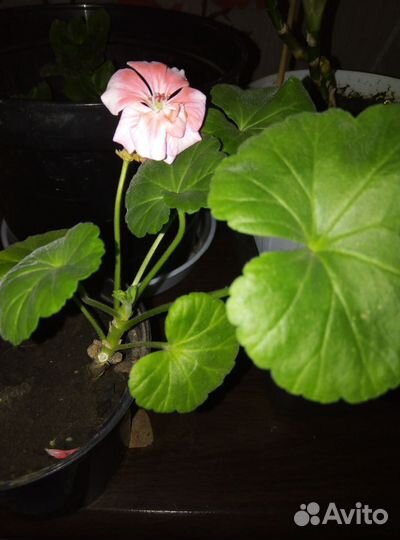 Цветы домашние