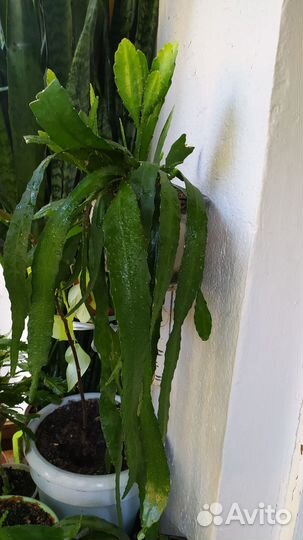 Эпифиллум розовый и красный