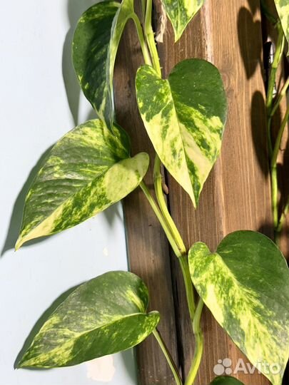 Сциндапсус эпипремнум