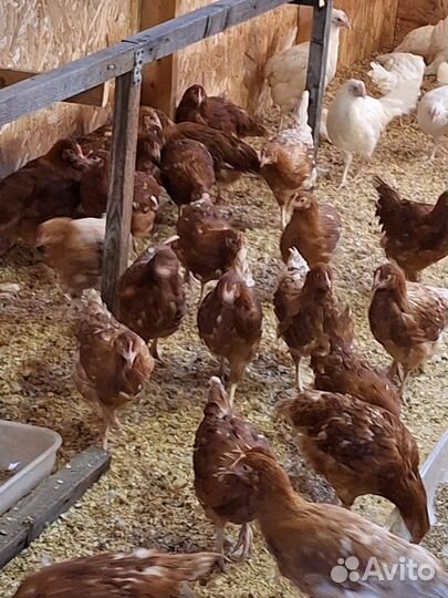 Куры несушки