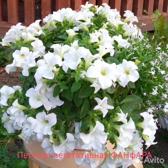 Вегетативные черенки