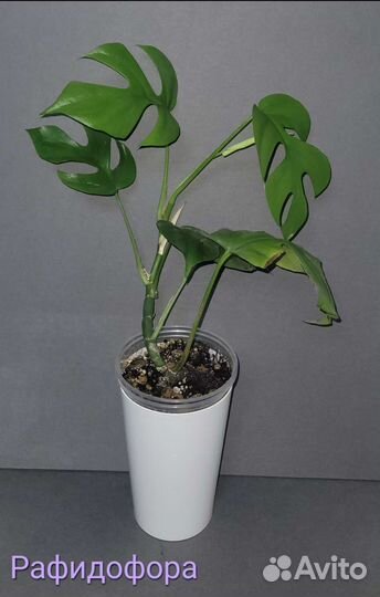 Филодендрон