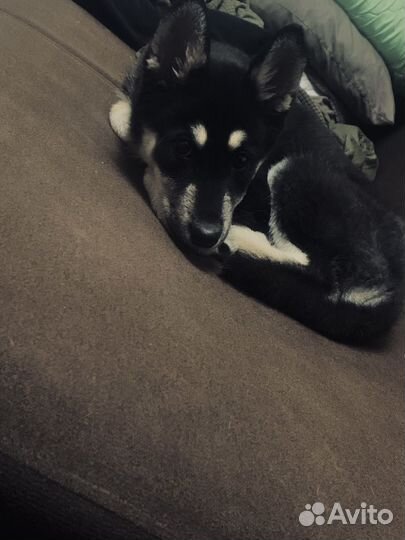 Сибирский хаски