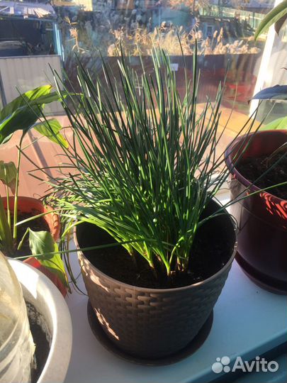 Зефирантес