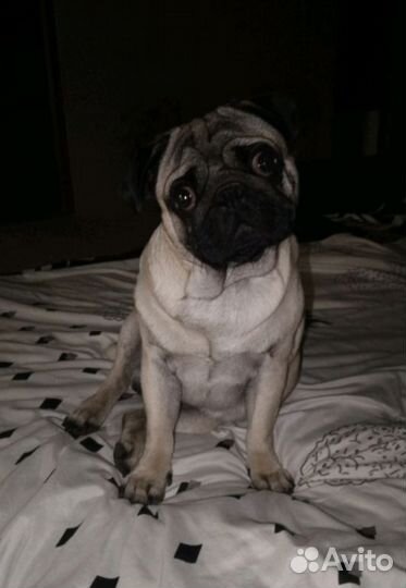 Мопс вязка мальчик