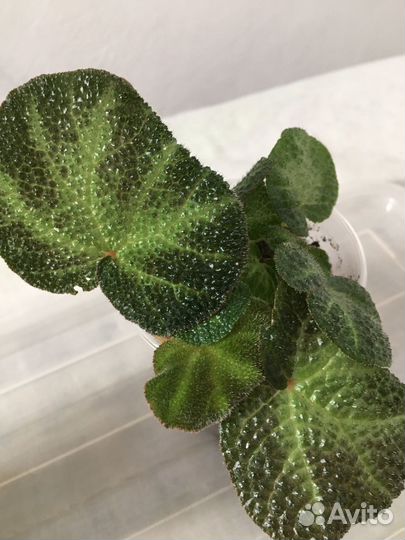 Сортовые бегонии