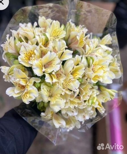 Альстромерия срез