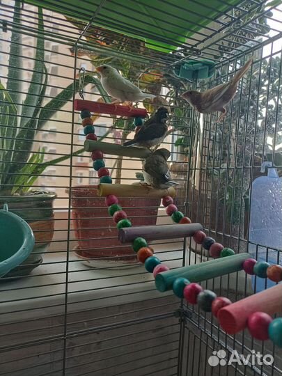 Японские амадины