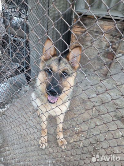 Немецкая овчарка бесплатно