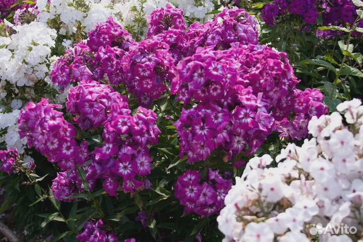 Саженцы Флокса метельчатого 7 сорт горшок доставка