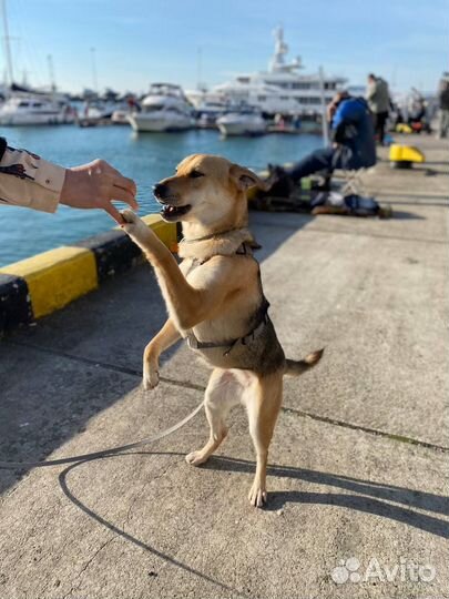 Сиба-ину Метис в добрые руки