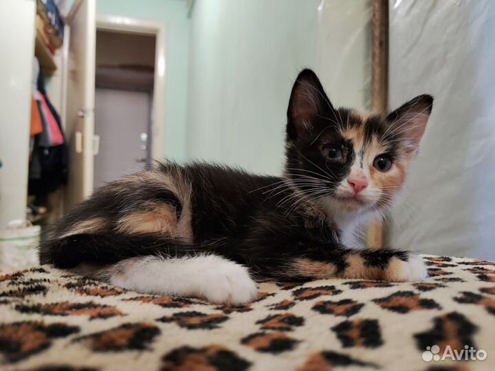 Трехшерстные котята