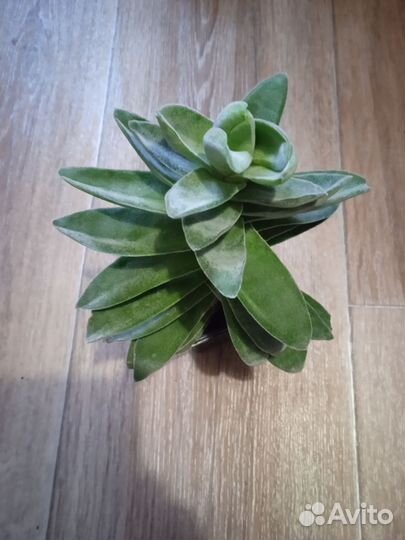 Суккуленты