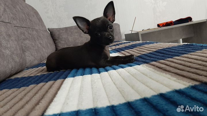 Чихуахуа девочка