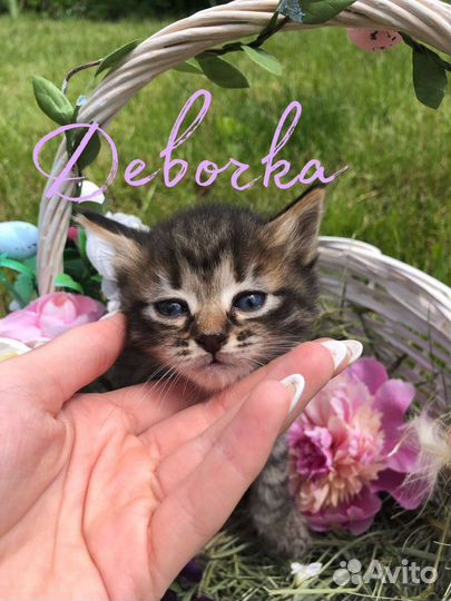 Кошка в дар бесплатно