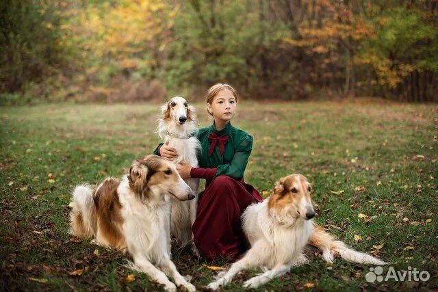 2 русские борзые для видео и фотосессий