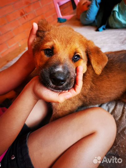 Продаю щенков