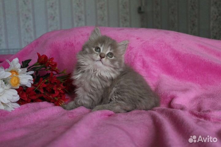 Хайленд страйт, лиловый и голубой окрас