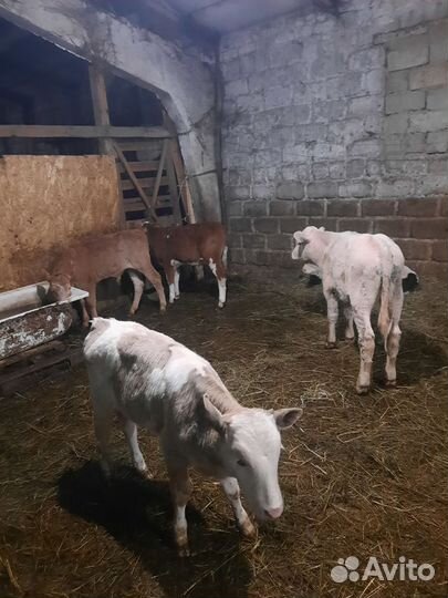 Бычки и быки