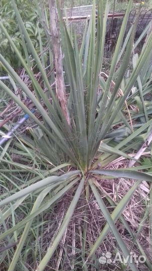 Папоротник садовый много