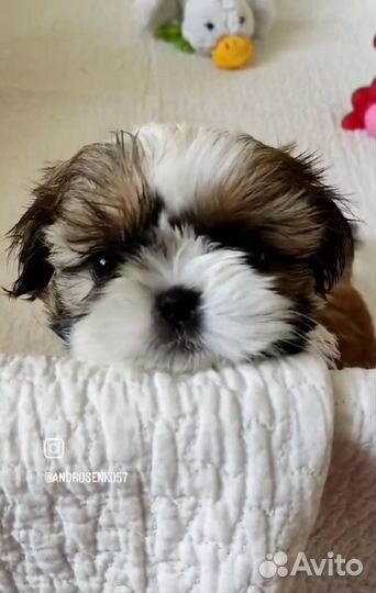 Ши-тцу мини