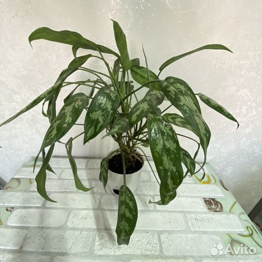 Сортовые цветы