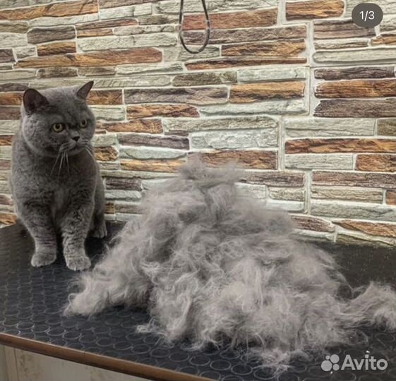 Экспресс линька собак и кошек