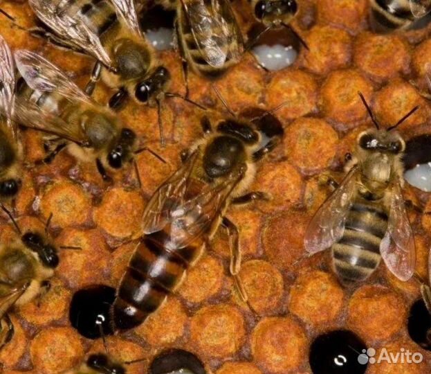 Плодные матки F1 Бакфаст, Карника, Карпатка 2023