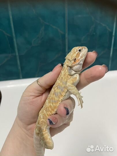 Бородатая агама лезербек гет зеро малыши
