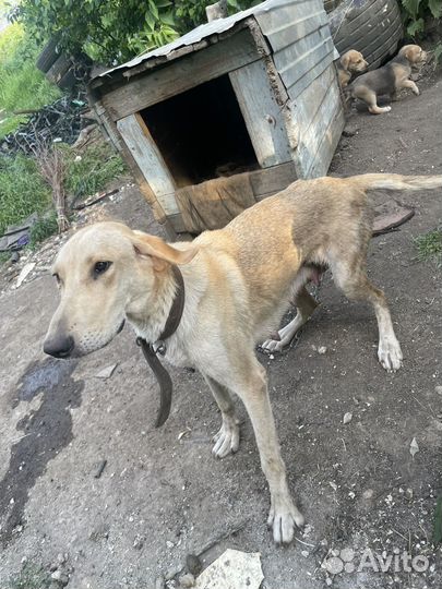 Русская гончая