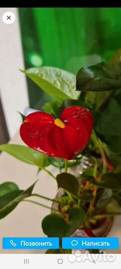 Комнатные растения