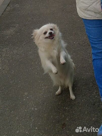 Собачка в дар