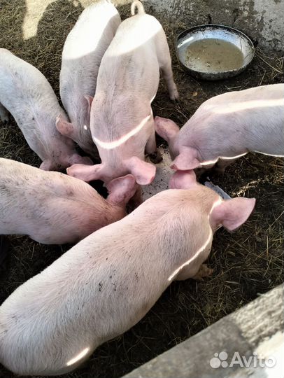 Поросята ландрас
