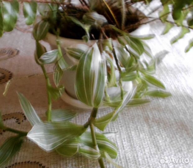 Традесканция