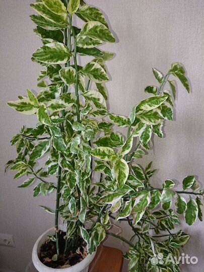 Комнатные цветы