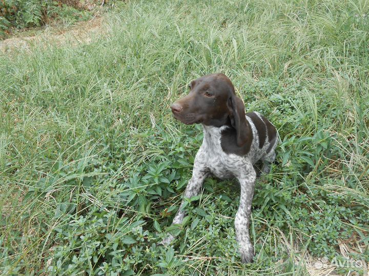 Продажа щенков курцхаара