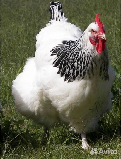 Куры несушки