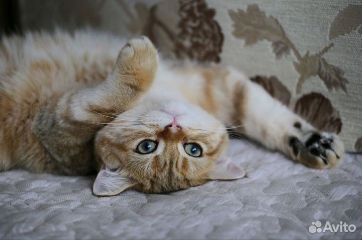 Британский кот (золотая шиншилла) вязка
