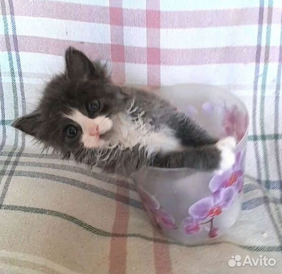 Пушистый котенок мальчик 1 месяц