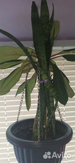 Растение Сансевиерия