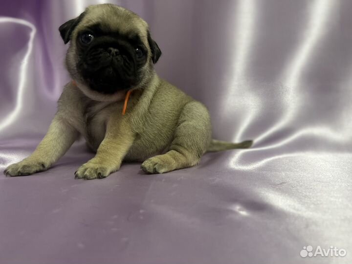 Щенки мопса РКФ