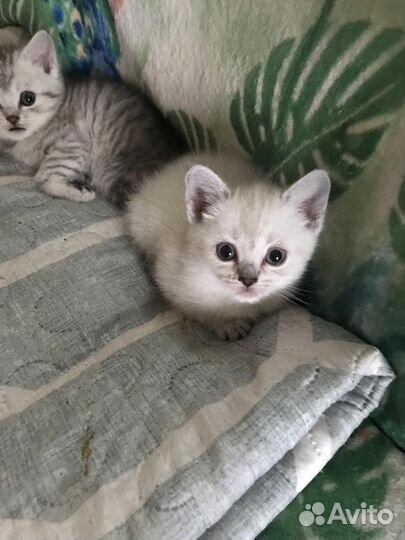 Шотландские прямоухие котята