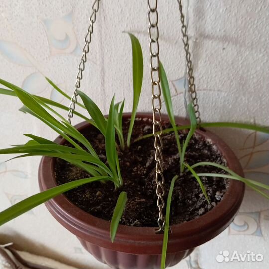 Хлорофитум отростки