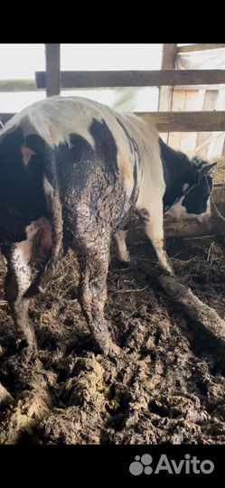 Крс(Коровы,Быки,Телки)