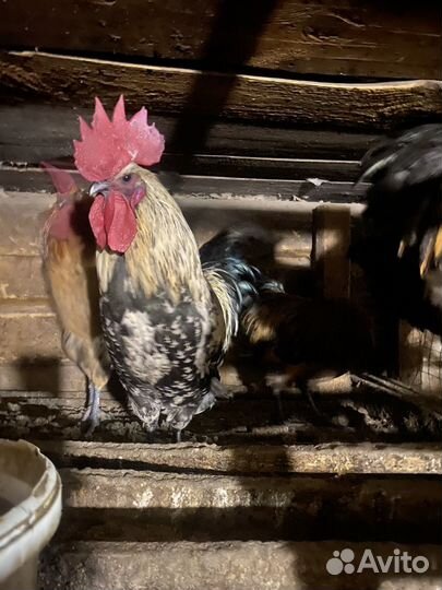 Петухи породистые